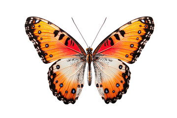 A vibrant orange butterfly perched gracefully on a flower.