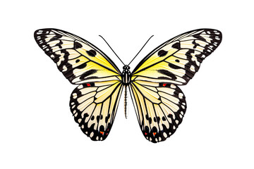 Naklejka premium Beautiful yellow and black butterfly perched gracefully.