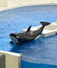 シャチ © 由布 山口