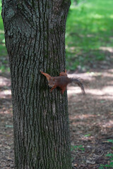 A furry squirrel on a tree trunk in a city park looks straight into the camera. A wild animal looking for food. High quality photo.