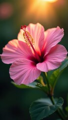 Fototapeta premium Delicate pink hibiscus, sun rays illuminating petals, flora, radiance, plant