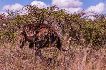 wildebeest in serengeti national park tanzania africa