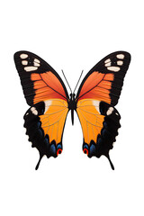 Vibrant butterfly showcasing intricate patterns and colors.