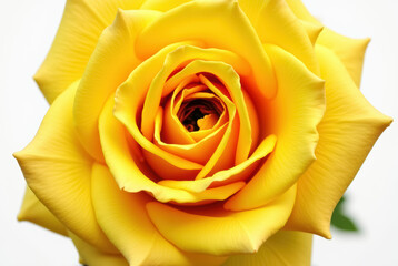 Vibrant yellow rose in full bloom