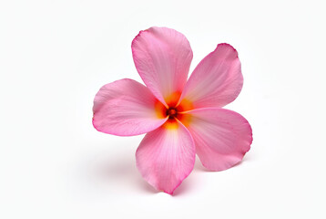 Pink Plumeria flower on white background