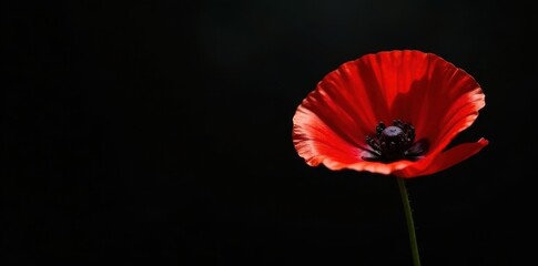 Single red poppy, striking contrast against black backdrop, stem, detail, close up