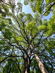 Fototapeta premium Tree Canopy