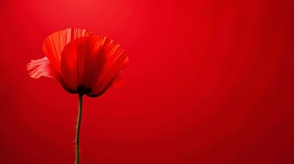 Fototapeta premium A single crimson poppy flower, elegantly poised against a vibrant red backdrop, creates a striking visual composition.
