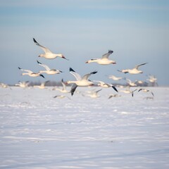 Obraz premium A Flock of Snow Geese Flying Gracefully Over a Snow covered Field, Under a Soft Winter Sky