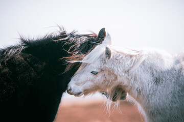 close up portrait of two wild horses 