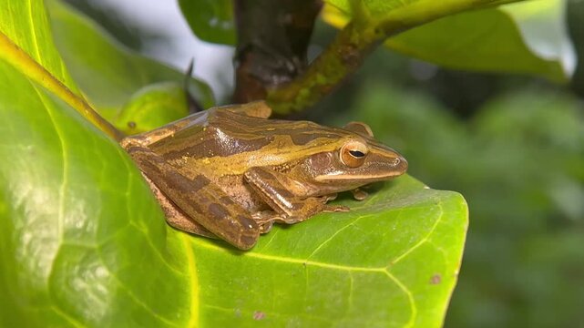 Wet Spotted Tree Frog (Polypedates maculatus) Resting on a Large Leaf After Rain. Tropical Macro Wildlife