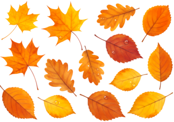 Vibrant Autumn Leaves isolated on white or transparent png background