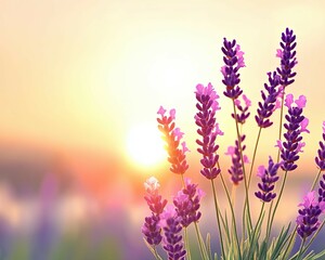 Fototapeta premium Beautiful Lavender Flowers in Bloom Against a Soft Sunset Background