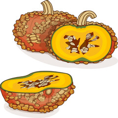 Whole and chopped Galeux de Eysines Squash or French Warted Pumpkin. Cucurbita maxima. Vegetables. Clip art. Isolated vector illustration.