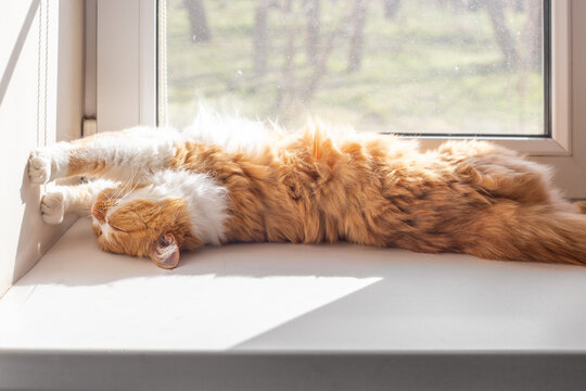 A fluffy cat stretches while lying on a windowsill on a spring day, basking in the sun