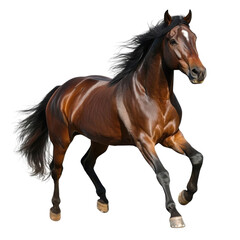Obraz premium Bay horse galloping isolated on transparent background, realistic illustration.