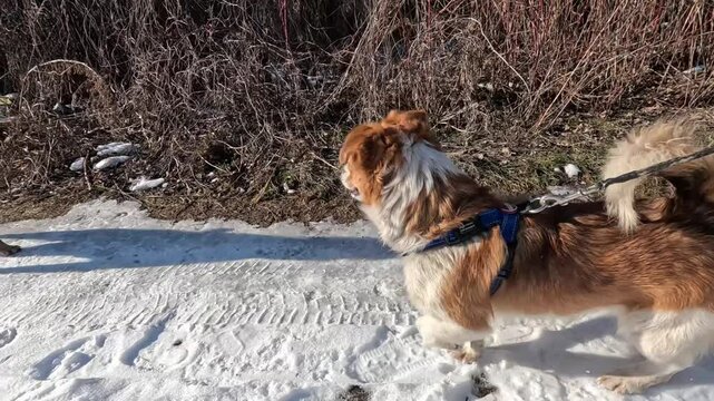Dog on a leash on a walk with its owner. Meets another dog. Slow motion.
