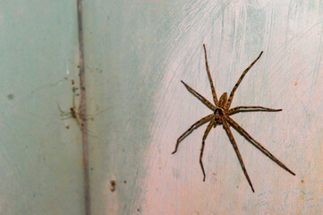 Very large spider. Detailed photo of spider. Omni-directional shot. Close-up photo.