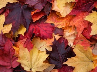 Fototapeta premium Colorful autumn leaves in vibrant shades of red, yellow, and orange, creating a warm, seasonal backdrop.