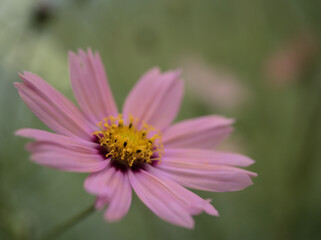 Fototapeta premium 11月に咲いたピンク色の可愛らしいコスモスの花「オレンジ･キャンパス」
