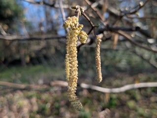 Hazel catkins in spring