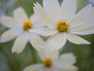 11月に咲いた可愛らしい白いコスモスの花「イエロー･キャンパス」