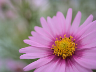 Obraz premium 11月に咲いた可愛らしいピンク色のコスモスの花「ピンク･ポップソックス」