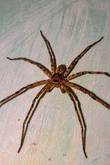 Very large spider. Detailed photo of spider. Omni-directional shot. Close-up photo.