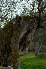 Oak tree trunk with abstract animal shape with eye