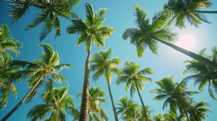 Fototapeta premium Tall palm trees under bright blue sky