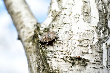 The shield bug, which sits on the tree trunk, blends in with the color of the tree.