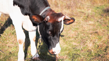 An Adorable Little Calf Grazing Contentedly in a Pasture on a Beautiful Sunny Day