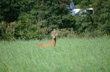 Roedeer in meadow