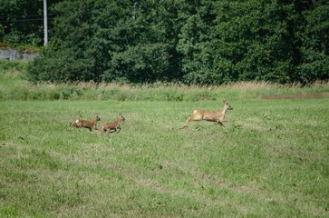 Roedeers in meadow