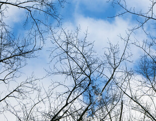 blue sky with tree branches