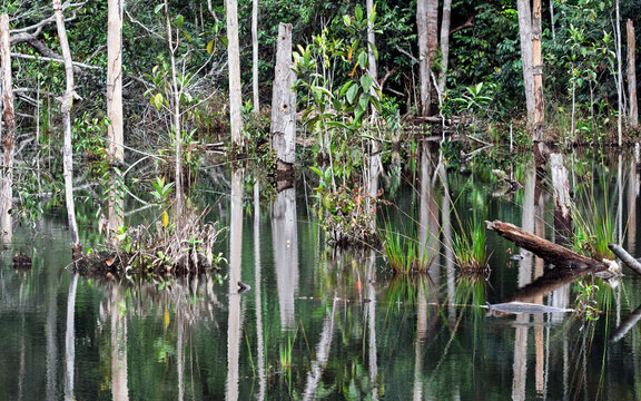 Floresta amaz&ocirc;nica inundada