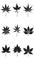 Silhouettes of Various Maple Leaves