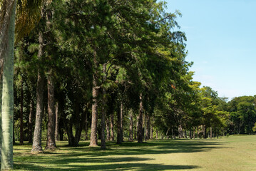 CAMPO ÁRVOES CÉU AZUL