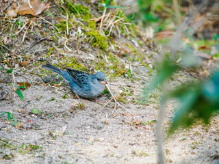 地面を散策するクロジの雄