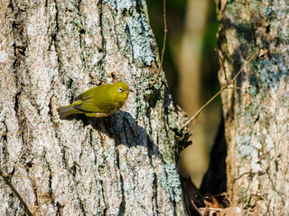 枝に掴まるメジロ