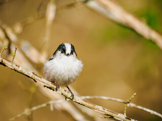 枝に留まるエナガ