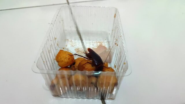 A cockroach is inside a plastic container containing uneaten cereal.