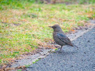 Obraz premium イソヒヨドリの雌