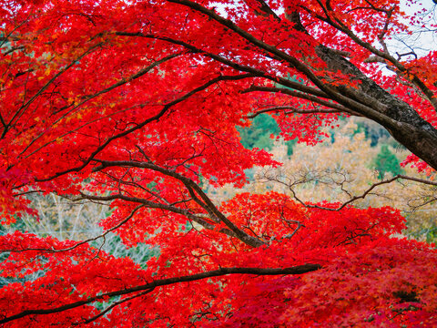 真っ赤なもみじ