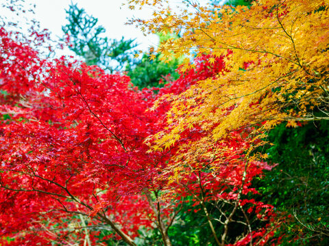 赤と黄色の紅葉