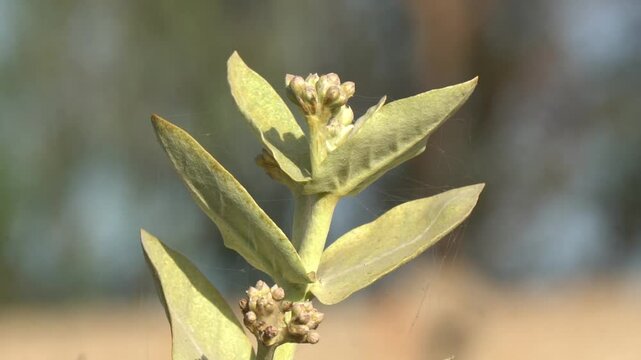 Close-Up of Wild Plant with Buds and Green Leaves in Natural Sunlight &ndash; 4K Nature Footage