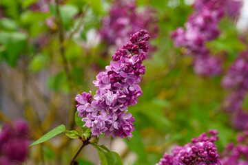 Blooming red lilac closeup
