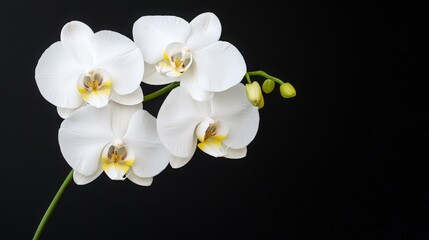 Elegant White Orchids Against Black Background
