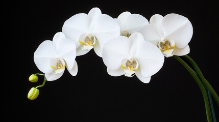 Elegant White Phalaenopsis Orchids Against Black Background