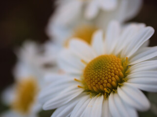11月に咲いた白くて可憐なサツマノギク（薩摩野菊）